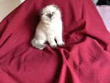 Muhteşem Güzelli̇kte Scotti̇sh Fold Bebeği̇m