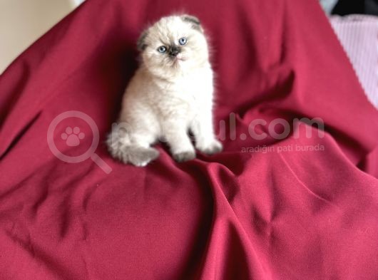 Muhteşem Güzelli̇kte Scotti̇sh Fold Bebeği̇m görsel
