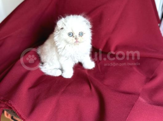Muhteşem Güzelli̇kte Scotti̇sh Fold Bebeği̇mi̇z görsel