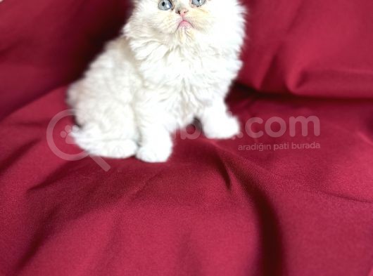 Muhteşem Güzelli̇kte Scotti̇sh Fold Bebeği̇mi̇z görsel