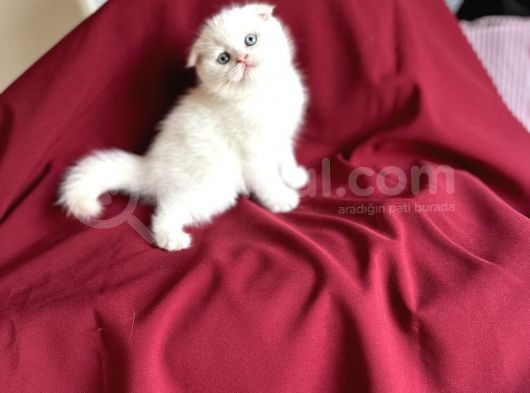 Kar Beyaz Scotti̇sh Fold Bebeği̇mi̇z Geldi̇ görsel