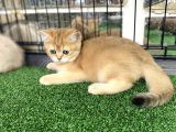 Gold Bri̇ti̇sh Shorthai̇r Bebeği̇mi̇z