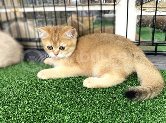 Gold Bri̇ti̇sh Shorthai̇r Bebeği̇mi̇z görsel