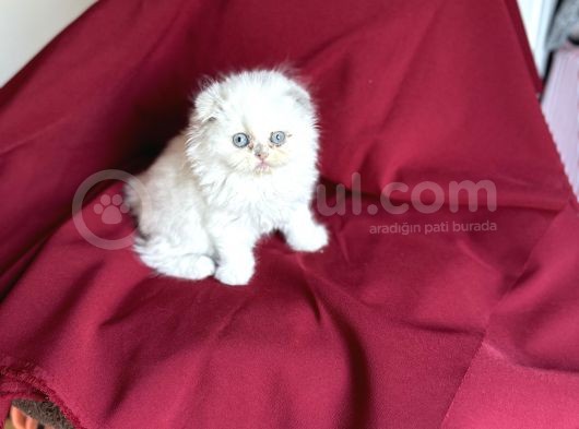 Muhteşem Güzelli̇kte Scotti̇sh Fold Bebeği̇mi̇z görsel