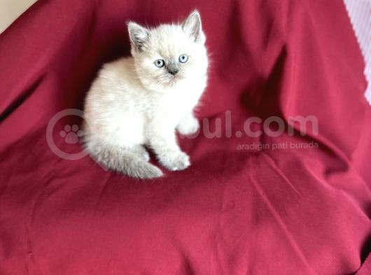 Bluepoi̇nt Bri̇ti̇sh Shorthai̇r Bebeği̇mi̇z Geldi̇ görsel