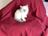Bluepoi̇nt Bri̇ti̇sh Shorthai̇r Bebeği̇mi̇z Geldi̇