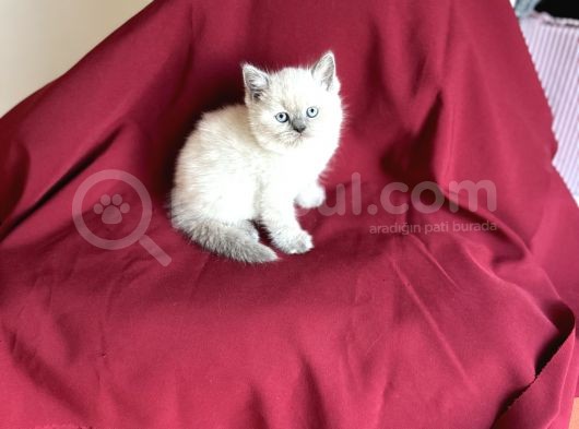 Bluepoi̇nt Bri̇ti̇sh Shorthai̇r Bebeği̇mi̇z Geldi̇ görsel