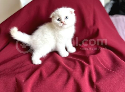Kar Beyaz Scotti̇sh Fold Bebeği̇mi̇z Geldi̇