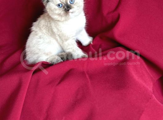 Muhteşem Güzelli̇kte Scotti̇sh Fold Bebeği̇m görsel