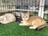 Gold Bri̇ti̇sh Shorthai̇r Bebeği̇mi̇z