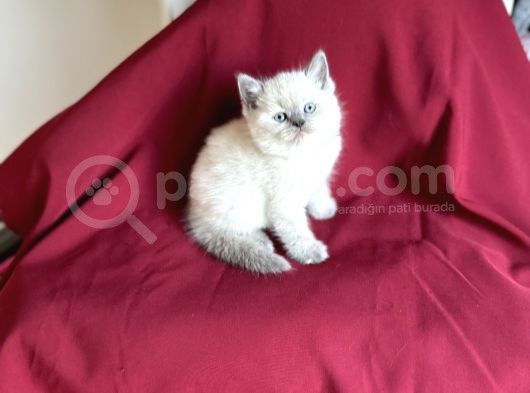 Bluepoi̇nt Bri̇ti̇sh Shorthai̇r Bebeği̇mi̇z Geldi̇
