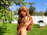 Kaliteli Toy Poddle