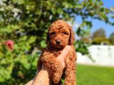 Kaliteli Toy Poddle
