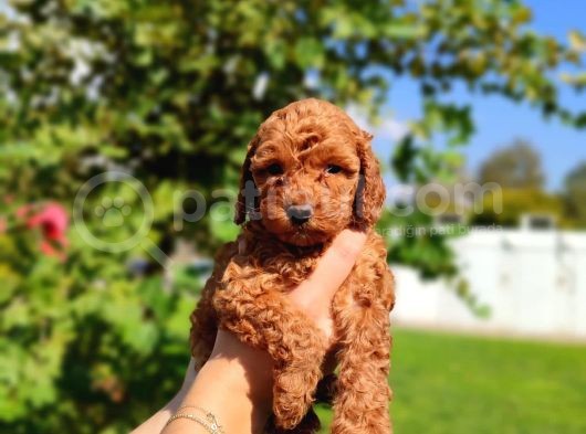 Kaliteli Toy Poddle görsel