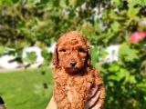 Kaliteli Toy Poddle