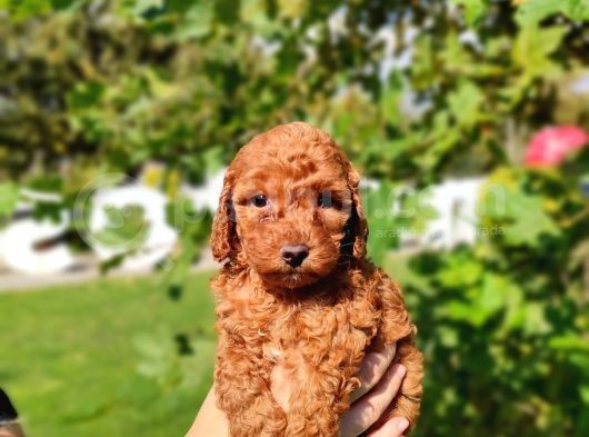 Kaliteli Toy Poddle görsel