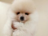 DİŞİ TCUP POMERANİAN BOO YAVRUMUZ