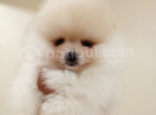 Di̇şi̇ Tcup Pomerani̇an Boo Yavrumuz