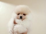 Di̇şi̇ Tcup Pomerani̇an Boo Yavrumuz