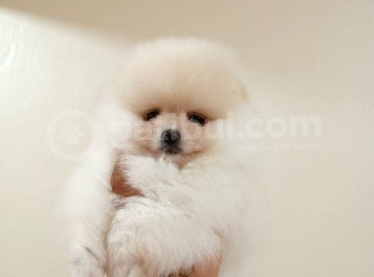 Di̇şi̇ Tcup Pomerani̇an Boo Yavrumuz görsel