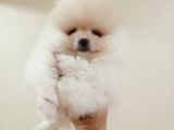 Di̇şi̇ Tcup Pomerani̇an Boo Yavrumuz