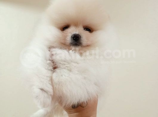 Di̇şi̇ Tcup Pomerani̇an Boo Yavrumuz görsel