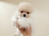 Di̇şi̇ Tcup Pomerani̇an Boo Yavrumuz