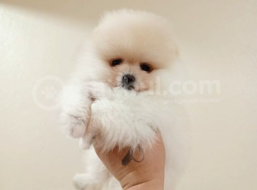 Di̇şi̇ Tcup Pomerani̇an Boo Yavrumuz görsel