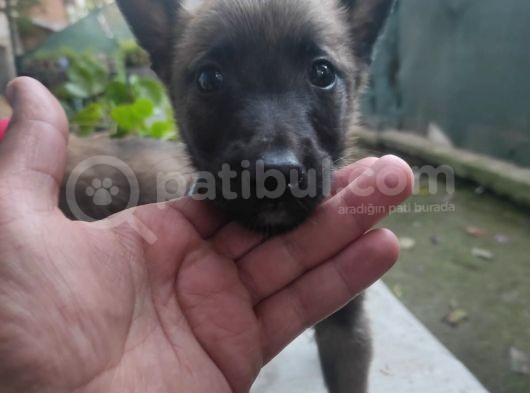 A Kali̇te Premi̇um Yavrularim