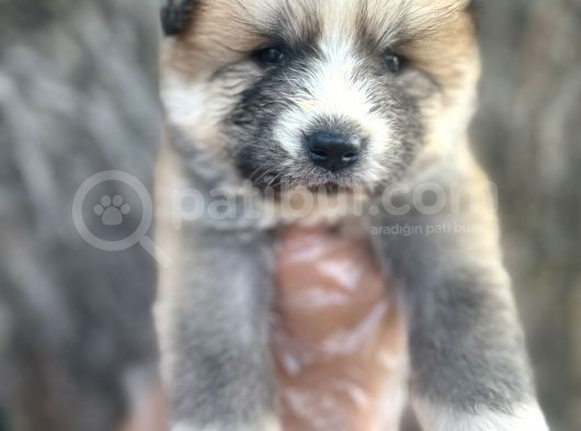 Amerikan Akita Japon Akita Yavrularımız görsel
