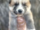 Amerikan Akita Japon Akita Yavrularımız