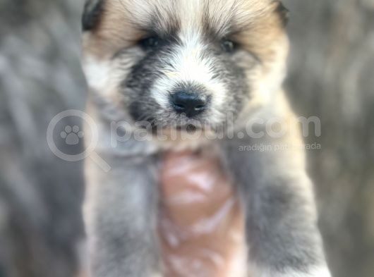 Amerikan Akita Japon Akita Yavrularımız görsel