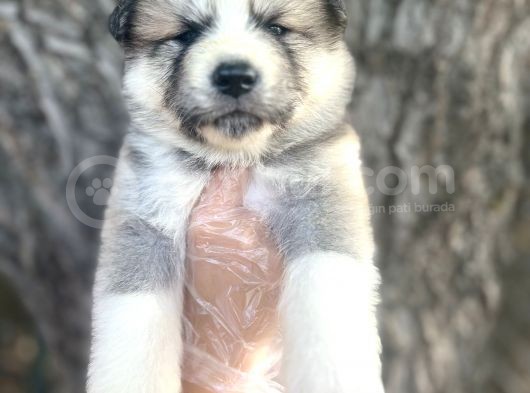Amerikan Akita Japon Akita Yavrularımız görsel