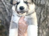Amerikan Akita Japon Akita yavrularımız