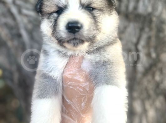 Amerikan Akita Japon Akita Yavrularımız