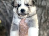 Amerikan Akita Japon Akita Yavrularımız