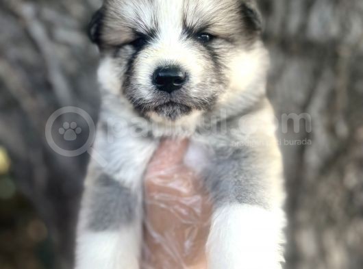 Amerikan Akita Japon Akita Yavrularımız görsel