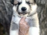 Amerikan Akita Japon Akita Yavrularımız