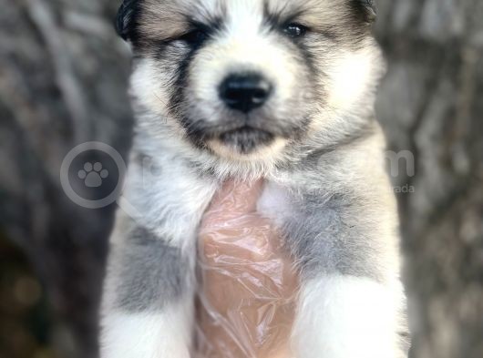 Amerikan Akita Japon Akita Yavrularımız görsel