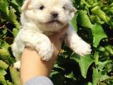 Teacup Maltese Bebeklerimiz