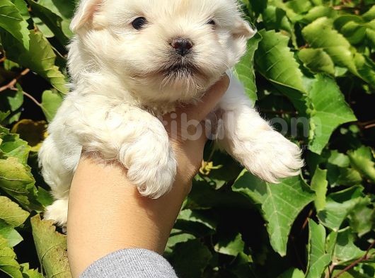 Teacup Maltese Bebeklerimiz görsel