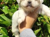 Teacup Maltese Bebeklerimiz