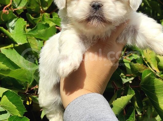 Teacup Maltese Bebeklerimiz görsel