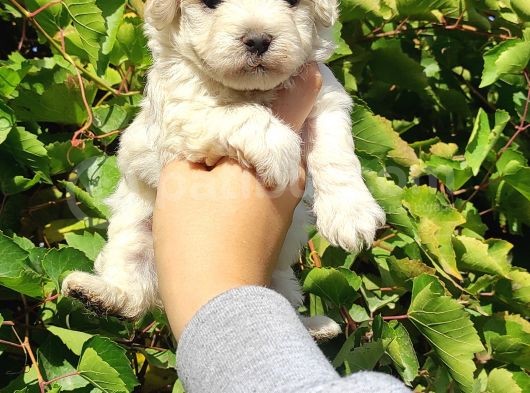 Teacup Maltese Bebeklerimiz