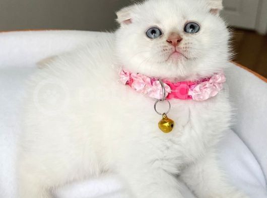 Dünya Güzeli Dişi Boncuk Gözlü Pamuk Kızımız görsel