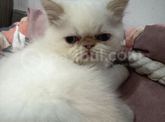 Exotic Shorthair Dişi-Erkek Son görsel