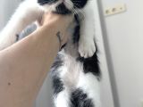Exotic shorthair dişi-Erkek son