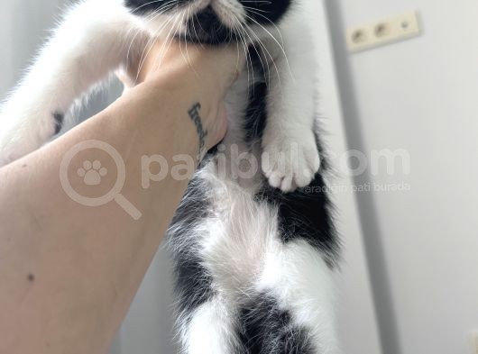 Exotic Shorthair Dişi-Erkek Son