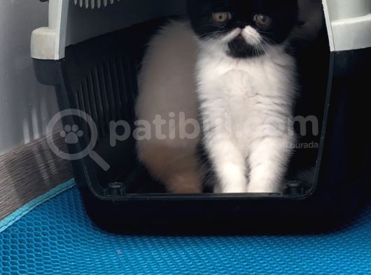 Exotic Shorthair Dişi-Erkek Son görsel