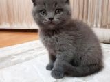British Shorthair Bebeklerimiz